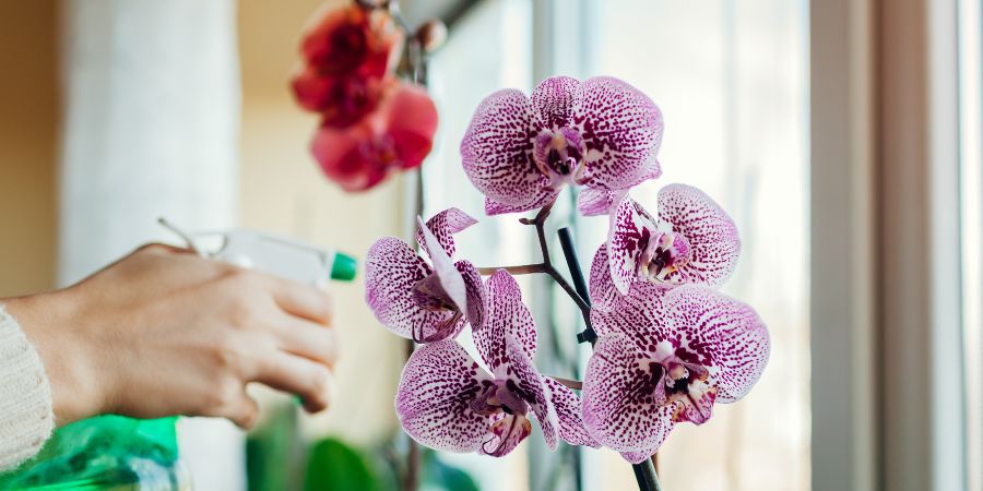 entretenir orchidee
