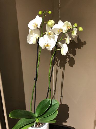 orchidee blanche