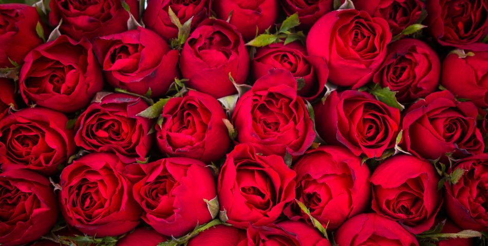 signification-rose-rouge