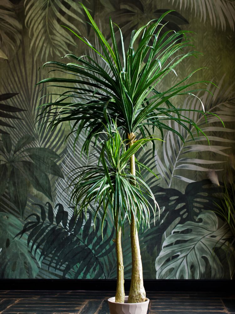 palmier-interieur