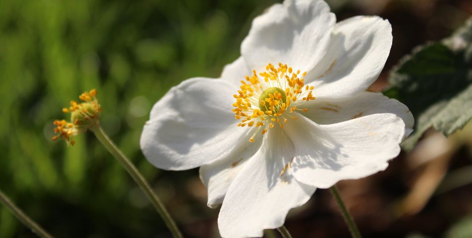 signification-anemone