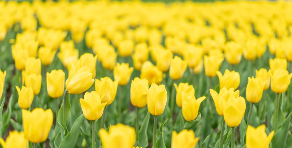 tulipe-signification-et-couleurs